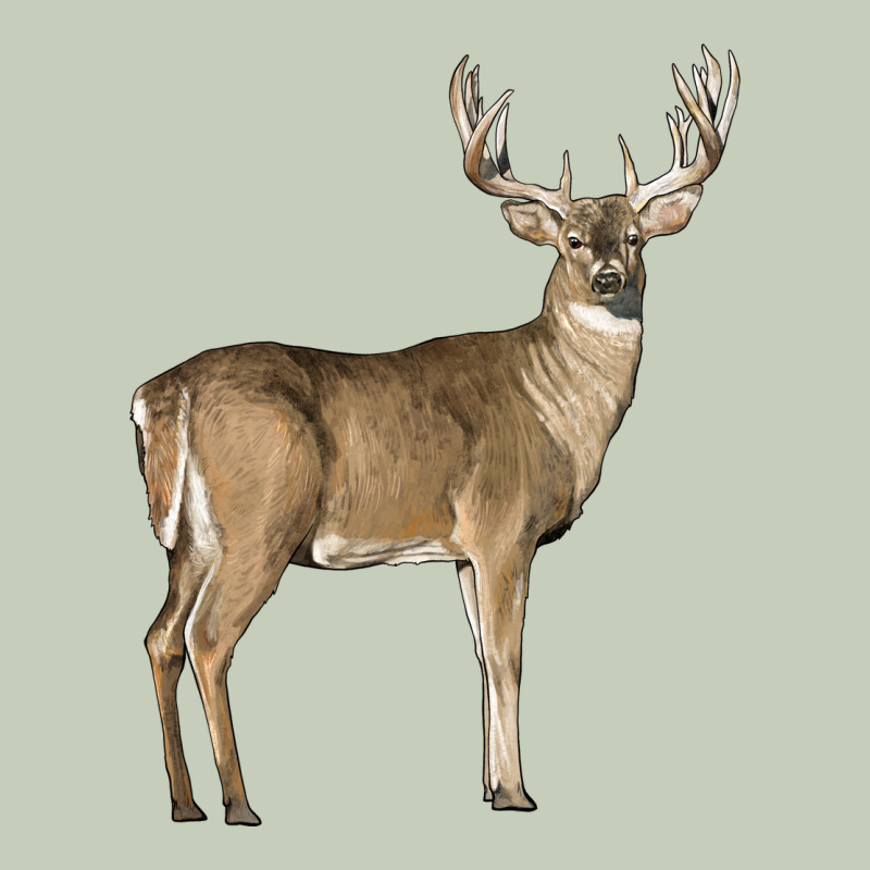 White Tailed Buck Deer Classic Tee by LillyAllenDesigns | Teevron