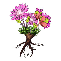 Bitterroot Flower Illustrations | Teevron