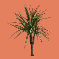 Dracaena Marginata Classic Tee | Teevron