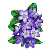 Mayflower Plant Illustrations | Teevron
