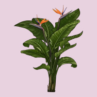 The Bird Of Paradise Classic Tee | Teevron