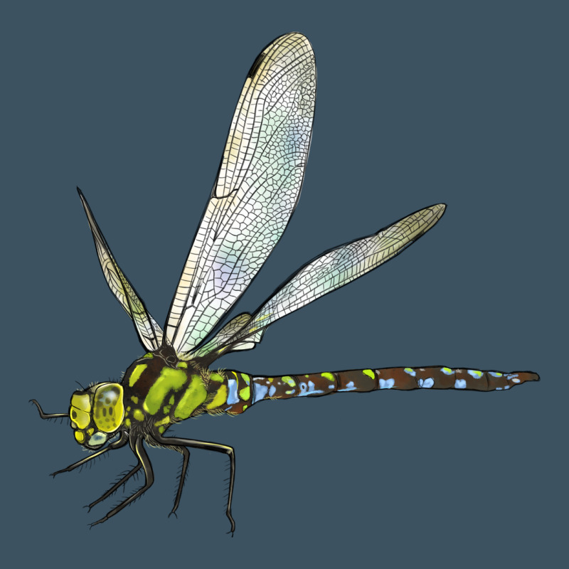 Blue And Yellow Dragonfly Urban Hoodie by LillyAllenDesigns | Teevron