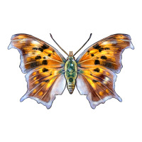 Question Mark Butterfly | Teevron