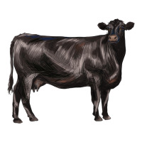 black angus cow | Teevron
