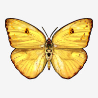 Cloudless Sulphur Butterfly Urban Hoodie | Teevron