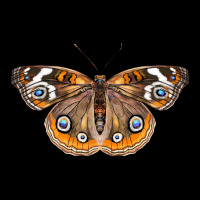Common Buckeye Butterfly Urban Hoodie | Teevron