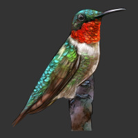 Ruby Throated Hummingbird Bird | Teevron