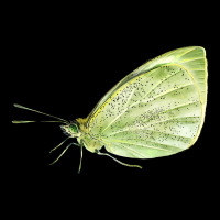 Cabbage White Butterfly Urban Hoodie | Teevron