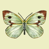 Cabbage Butterfly Urban Hoodie | Teevron