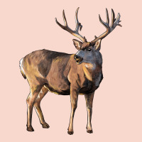 Mule Buck Deer Urban Hoodie | Teevron