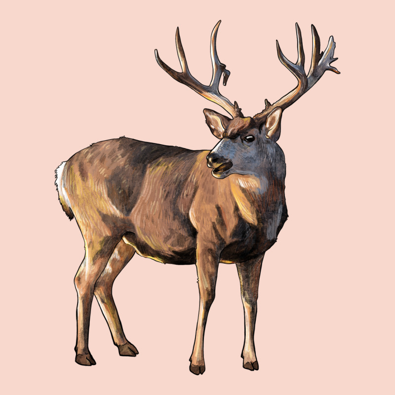 Mule Buck Deer Urban Hoodie by LillyAllenDesigns | Teevron