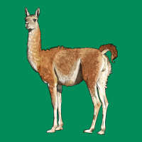 Guanaco Llama Urban Hoodie | Teevron