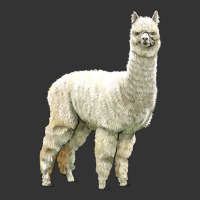 Alpaca | Teevron