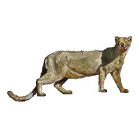 Jaguarundi | Teevron