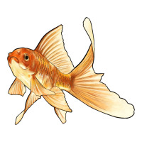 Goldfish | Teevron
