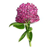 Red Clover Illustrations | Teevron