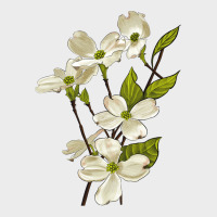American Dogwood Flower Illustrations Urban Hoodie | Teevron