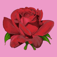 Oklahoma Rose Illustrations Urban Hoodie | Teevron