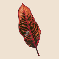 Croton Leaf Urban Hoodie | Teevron