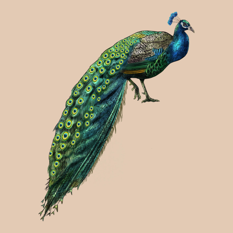 Peacock Urban Hoodie by LillyAllenDesigns | Teevron