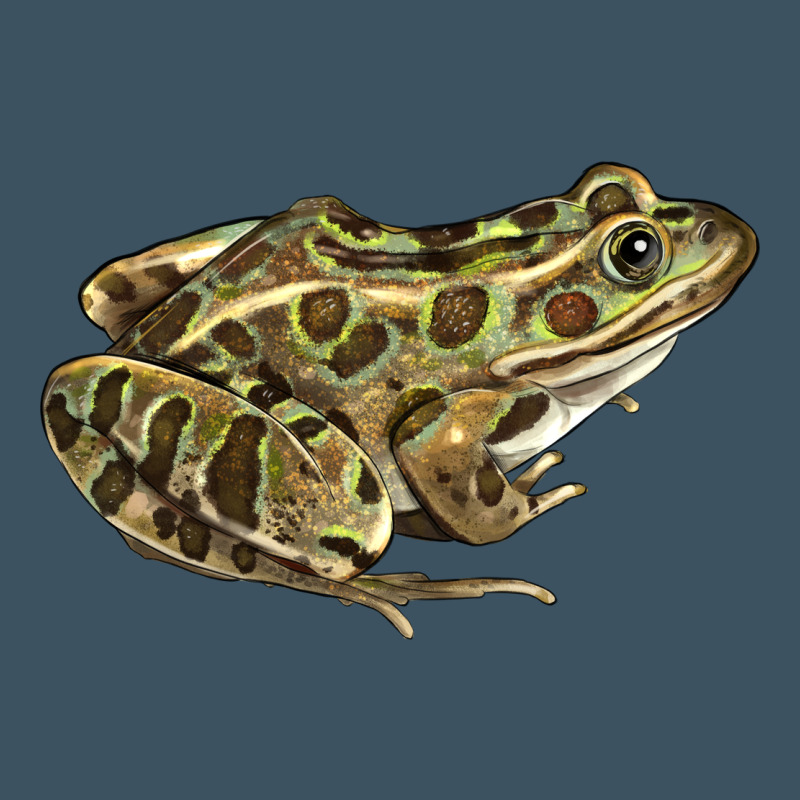 Northern Leopard Frog Urban Hoodie by LillyAllenDesigns | Teevron
