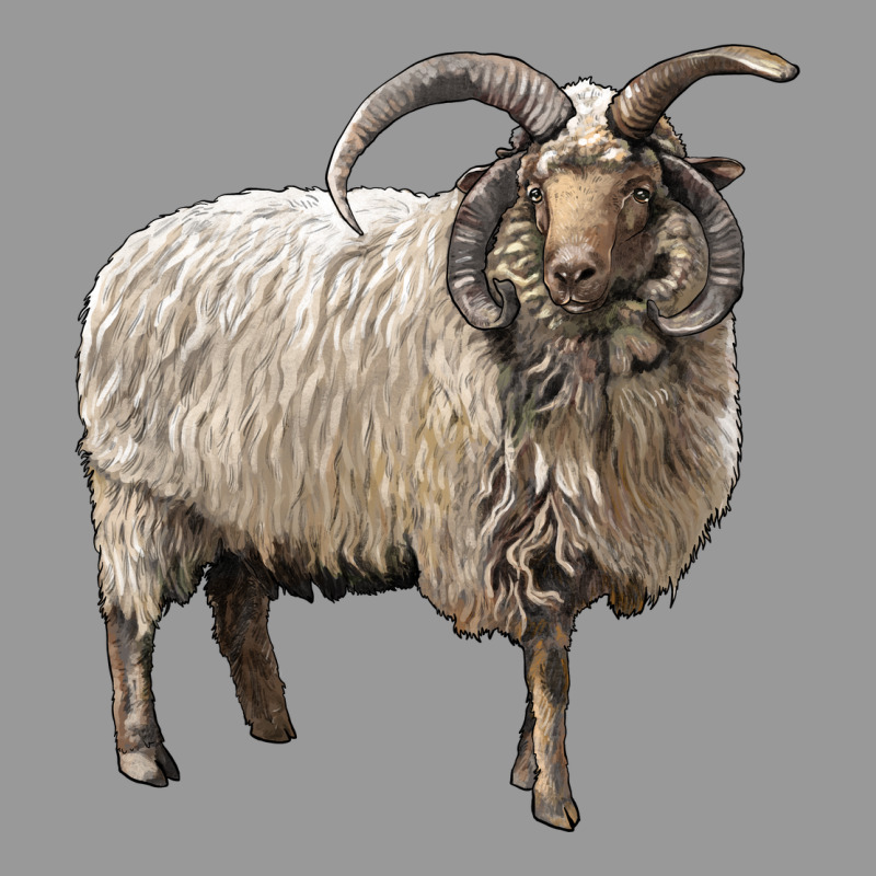 Navajo Churro Sheep Vintage Hoodie by LillyAllenDesigns | Teevron