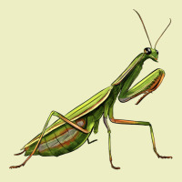 Mantis Urban Hoodie | Teevron