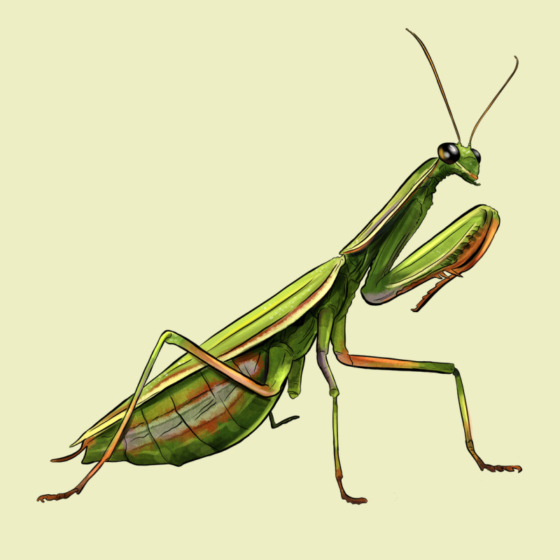 Mantis Urban Hoodie by LillyAllenDesigns | Teevron