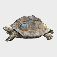 Tortoise Illustrations Urban Hoodie | Teevron