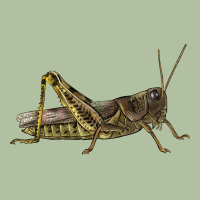 Grasshopper Urban Hoodie | Teevron