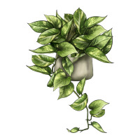 Golden Pothos | Teevron