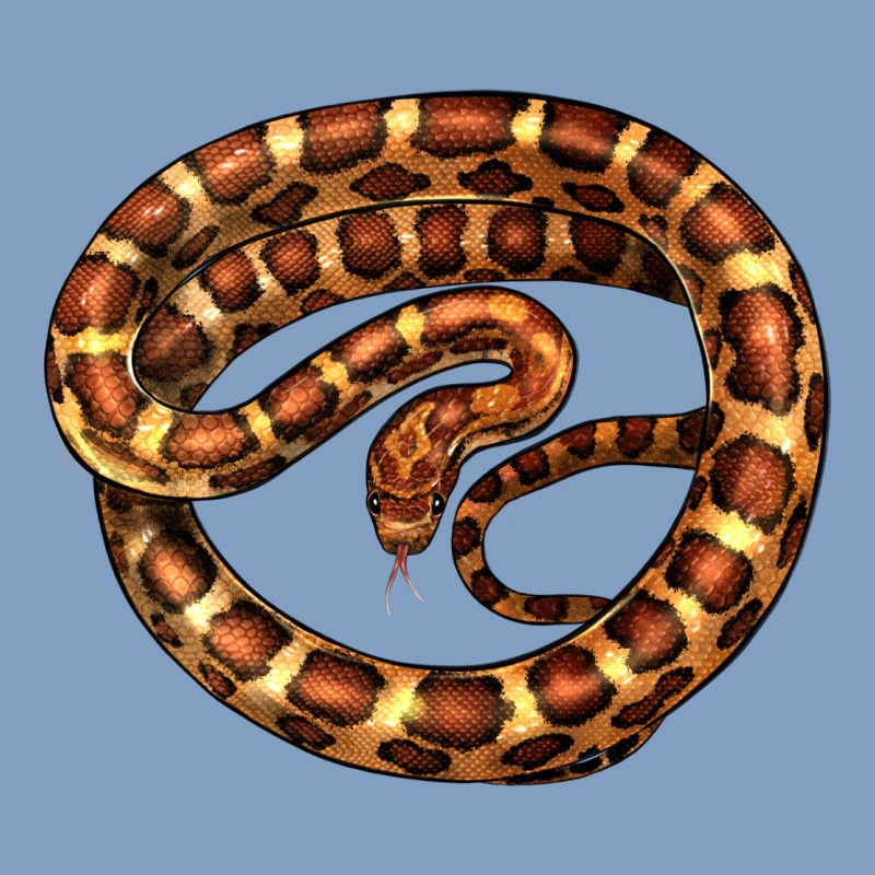 Corn Snake Illustrations Urban Hoodie by LillyAllenDesigns | Teevron