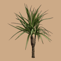 Dracaena Marginata Vintage Hoodie | Teevron