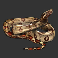 red tail boa snake | Teevron