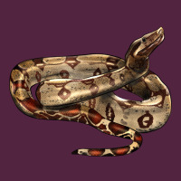 Red Tail Boa Snake Urban Hoodie | Teevron
