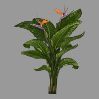 The Bird Of Paradise Vintage Hoodie | Teevron