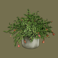 Dwarf Pomegranate Tree Illustrations Vintage Hoodie | Teevron