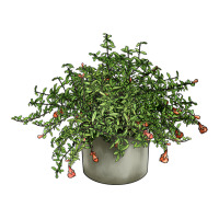Dwarf Pomegranate Tree Illustrations | Teevron