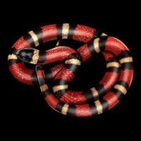 Milk Snake Urban Hoodie | Teevron