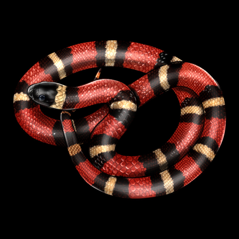 Milk Snake Urban Hoodie by LillyAllenDesigns | Teevron