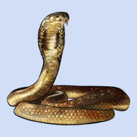 King Cobra Snake Urban Hoodie | Teevron