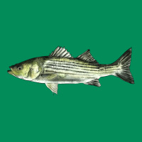 Striped Bass Urban Hoodie | Teevron