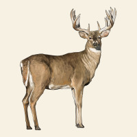 White Tailed Buck Deer Vintage Tee | Teevron