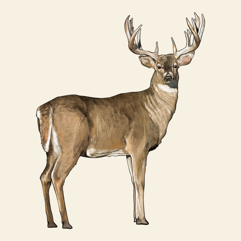 White Tailed Buck Deer Vintage Tee by LillyAllenDesigns | Teevron