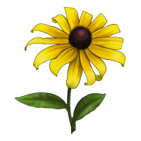 Black Eyed Susan Flower | Teevron