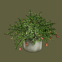 Dwarf Pomegranate Tree Illustrations Vintage Tee | Teevron