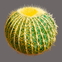 Golden Barrel Cactus Classic Tee | Teevron