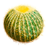 Golden Barrel Cactus | Teevron