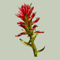 Indian Paintbrush Classic Tee | Teevron