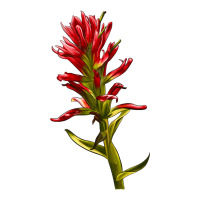 Indian Paintbrush | Teevron